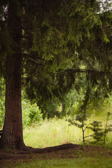 Wild spruce growing 
