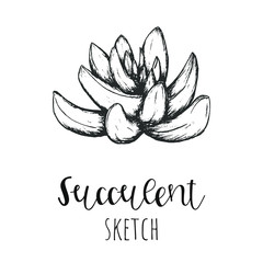 Succulent isolated hand drawn illustration, sketch succulent flower.
