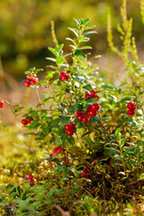 Red cowberry, lingonberry or partridgeberry in forest, natural background.