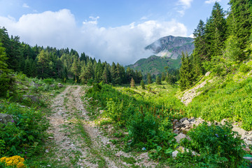 Obraz premium Beautiful summer landscape in Savsat, Artvin province, Turkey