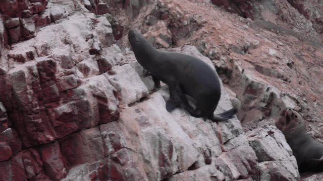 Sea lions climbing the rocks and resting in Peru, Paracas, Ballestas islands national reserve. Wild animals colony close-up
