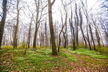 Fototapeta premium Forrest