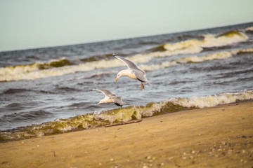 Seagulls