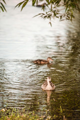 Mother duck with duck babies