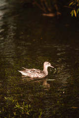 Mother duck with duck babies