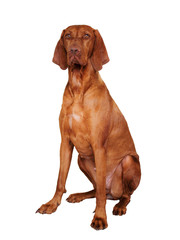 Hungarian vizsla dog isolated on white background