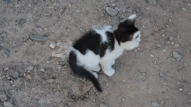 Kitten ft12_0201 Mače Gatito 