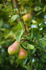 Ripe pears on the tree in an orchard in summer. 
