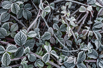 Blackberry leaves covered with frost