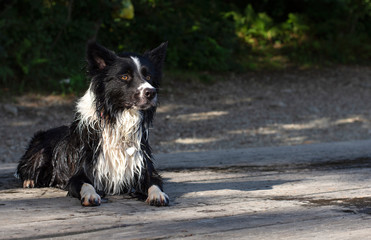 Wet border collie puppy while playing happy at the lake