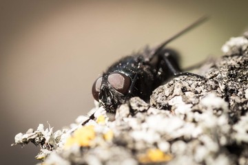 Fly Macro