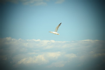 Möwe