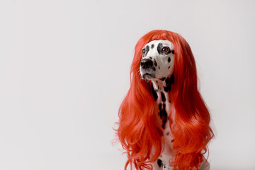 Portrait of dalmatian dog with red hair, looks at left on white background. Conceptual party halloween dog portrait