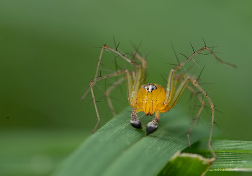 Orange Lynx Spider 