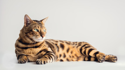 Bengal cat lying on grey background. Purebred