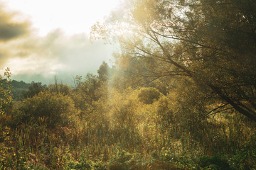 Beautiful morning landscape with sunlight, haze, trees and brush