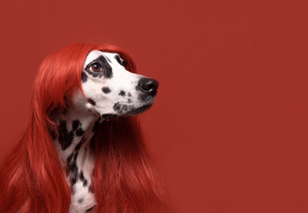 Cute dalmatian dog with red hair on red background. Fashionable conceptual pet portrait. Dog looks...