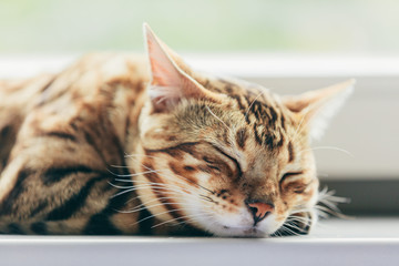 Relaxed Bengal cat sleeping happy while lying on a window sill.