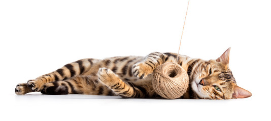 Bengal cat playing with cotton yarn. Isolated