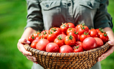 Red tomatoes in a basket held in woman's hands. 