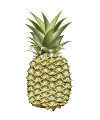 Raw green pineapple on white background isolated