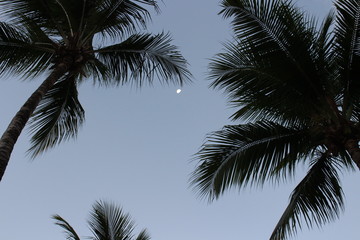 Fototapeta na wymiar moon between palms 2