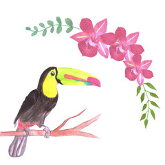Keel billed Toucan bird or Ramphastidae sulfuratus bird seamless watercolor birds and orchid flowers background