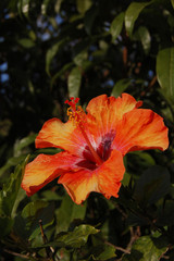 赤と黄色とオレンジのグラデーションのハイビスカス