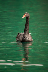 Siberian swan at the Emerald lake near Baikal lake area