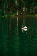 Siberian swan at the Emerald lake near Baikal lake area