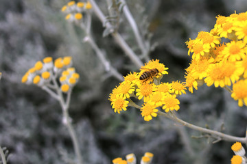 Yellow flowers on a gray background, Greece, Crete