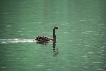 Siberian swan at the Emerald lake near Baikal lake area