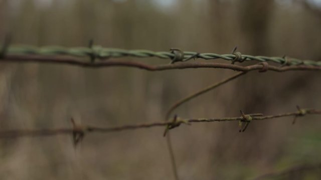 Barbed Wire in Wooded Area