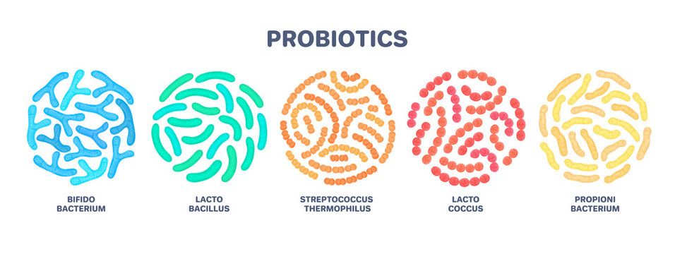Probiotics. Lactic acid bacterium. Bifidobacterium, lactobacillus, streptococcus thermophilus, lactococcus, propionibacterium Microbiome. Microbiota. Bacteriology. Gastrointestinal health. Vector