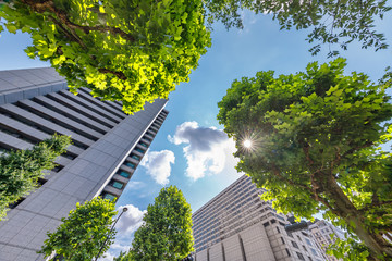 Fototapeta na wymiar 新緑の木と都会のビル群