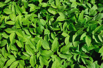 stinging leaves nettle. stinging nettle. background. texture