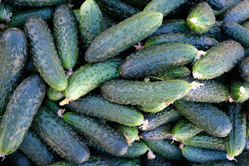 ripe cucumbers. full frame. organic vegetables. summer counter