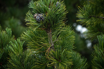 Branches of a swiss stone pine with stone pine cones