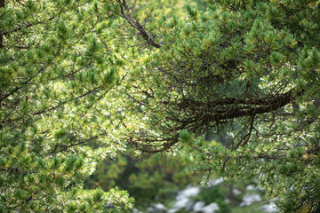 Branches of a swiss stone pine with stone pine cones