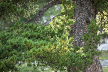 Branches of a swiss stone pine with stone pine cones