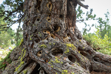 Branches of a swiss stone pine with stone pine cones