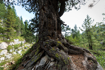 Fototapeta premium Branches of a swiss stone pine with stone pine cones