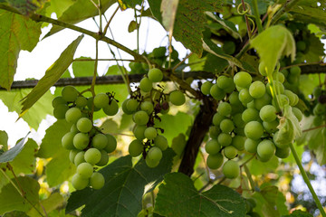 Unripe grapes background in summer