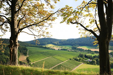 Weinberge bei Castell in Unterfranken