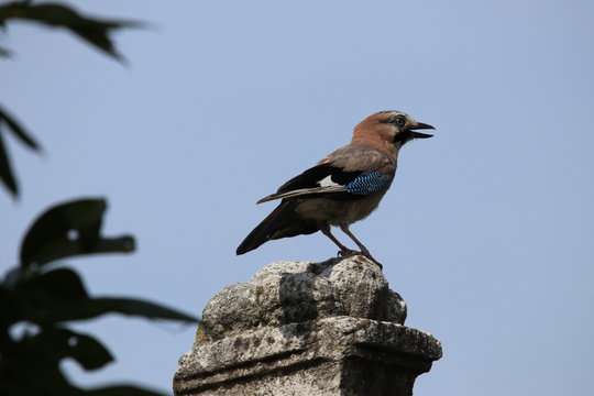 Vogel Eichelh&auml;her Garrulus glandarius