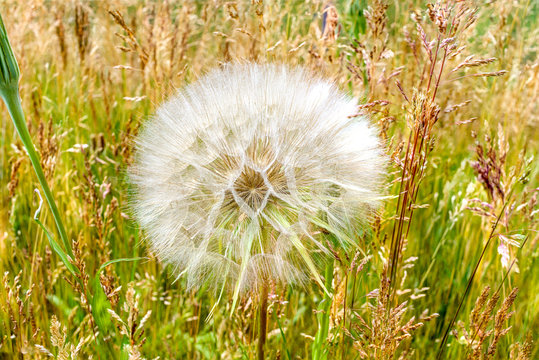 Lion Dent - Dandelium