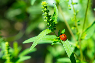 Ladybug on green leaf