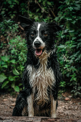 Fototapeta premium portrait of a dog