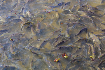 Many Fish on the Bank of Phayao Lake