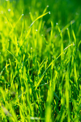 Green grass with water drops